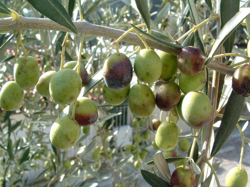 olive-1386351.jpg