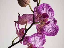 Секрет тропиканки: как надо правильно ухаживать за орхидеей