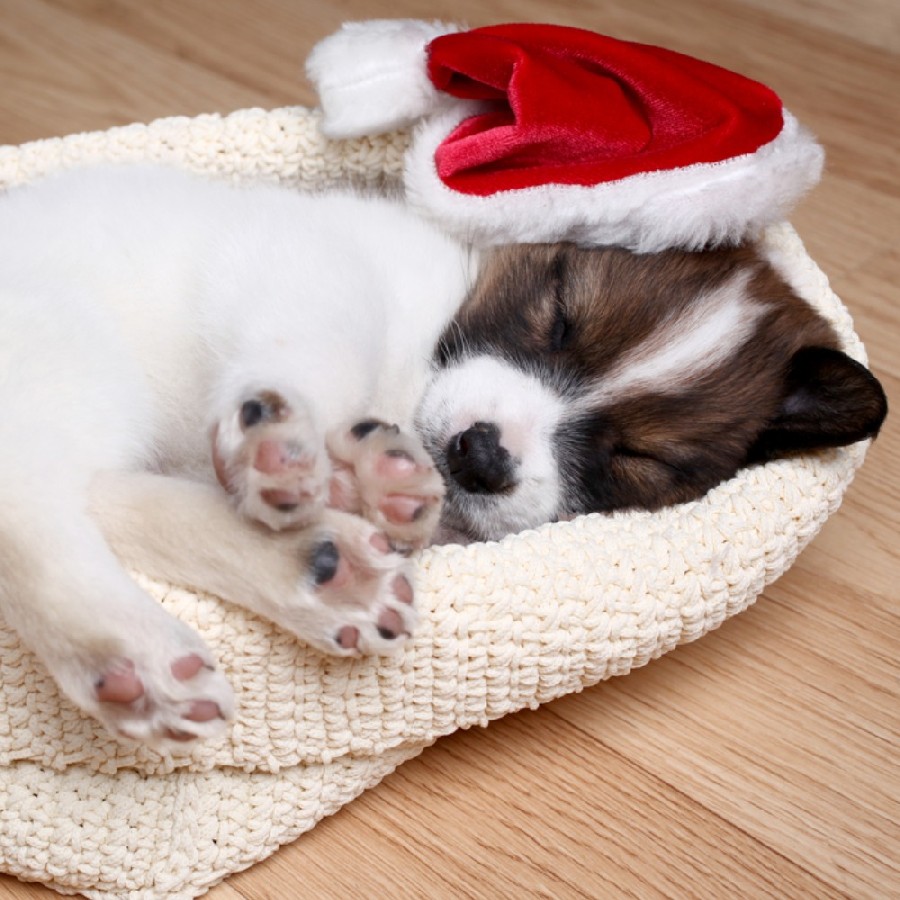 Как помочь себе после новогодних застолий: лайфхаки и упражнения от экспертов Как помочь себе после новогодних застолий: лайфхаки и упражнения от экспертов