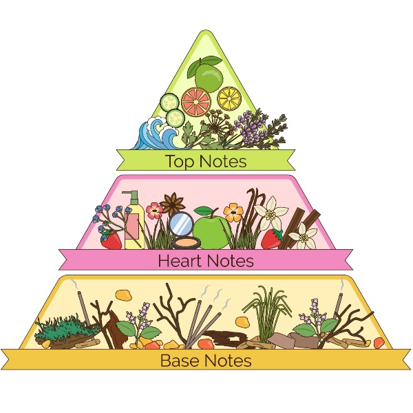 Гид по нотам: как «читать» пирамиду ароматов и выбрать тот самый Гид по нотам: как «читать» пирамиду ароматов и выбрать тот самый