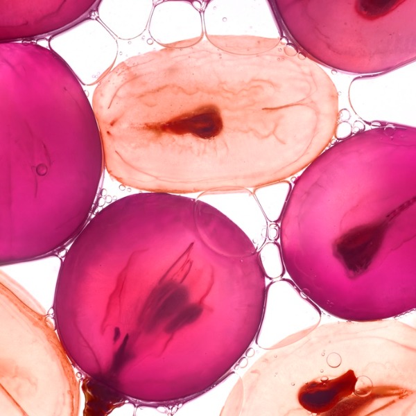 Ресвератрол: почему этот ингредиент находится в центре внимания