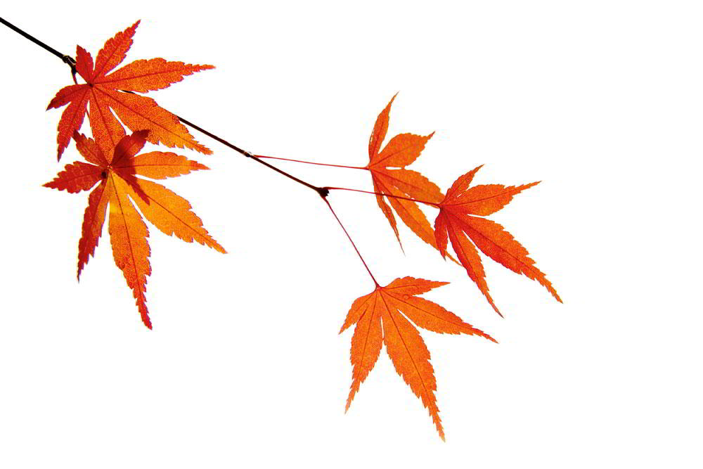shutterstock_52881640.jpg