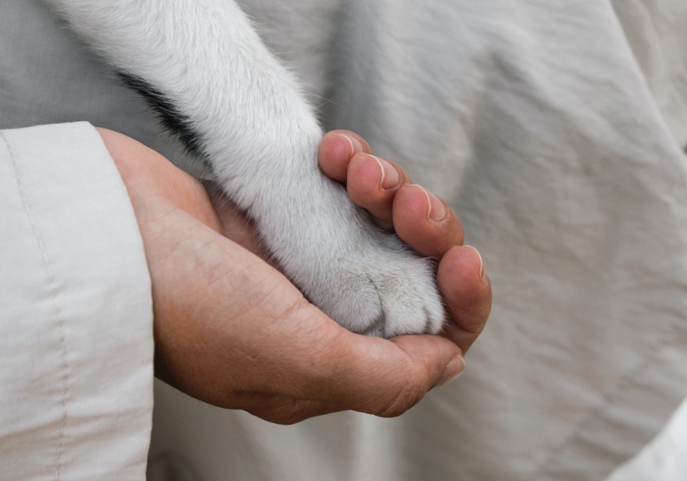 Кот4.jpg Кот4.jpg