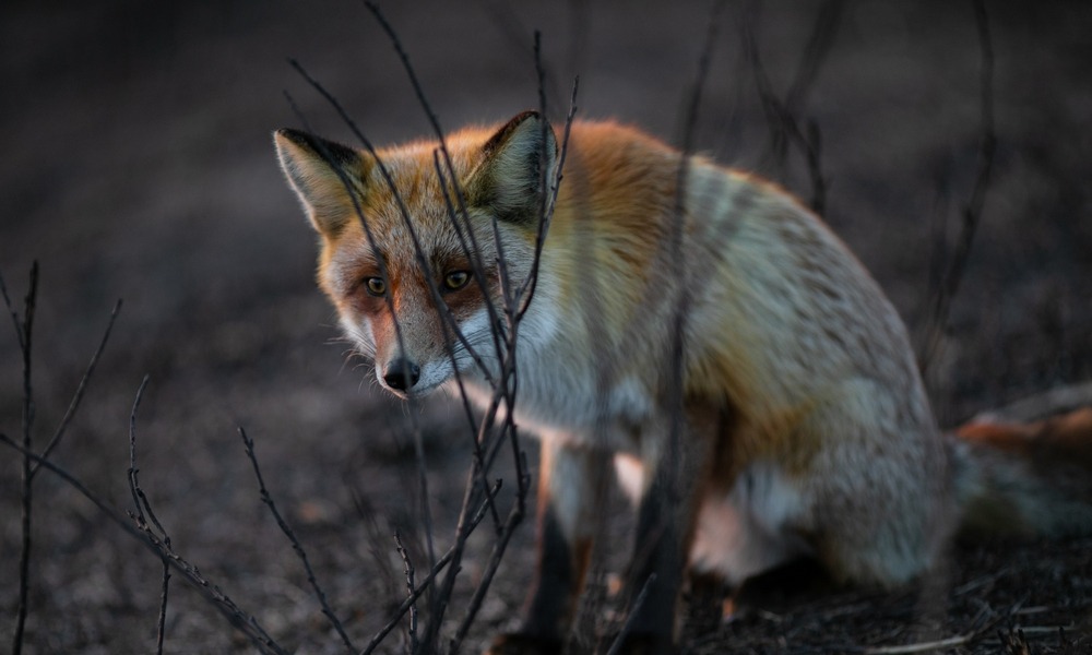 MyCollages - 2026-04-28T172306.244.jpg