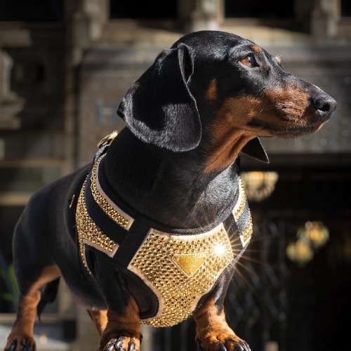 MyCollages - 2025-10-31T093518.217.jpg MyCollages - 2025-10-31T093518.217.jpg