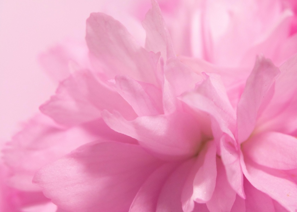 розовые цветок.jpg