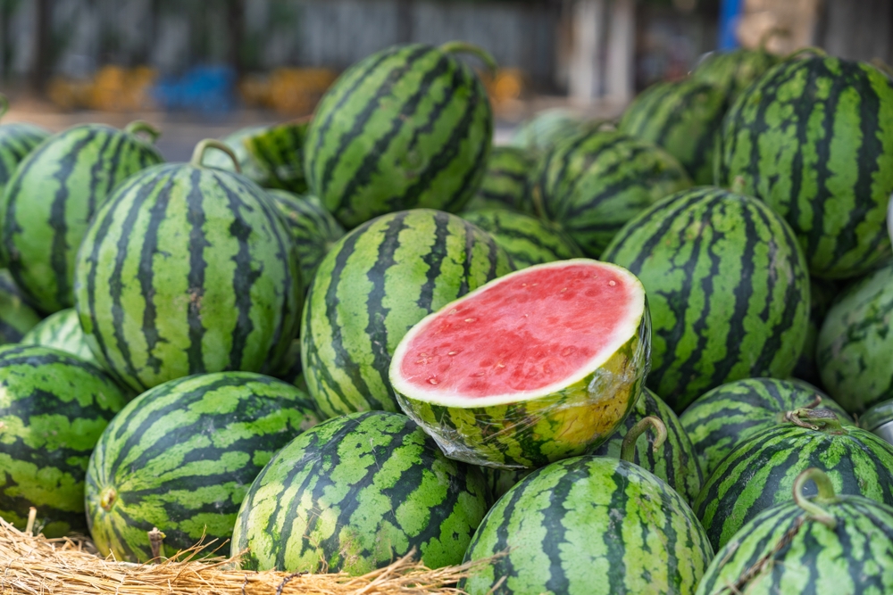 shutterstock_2634755417.jpg