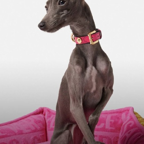 MyCollages - 2025-10-31T093710.084.jpg MyCollages - 2025-10-31T093710.084.jpg