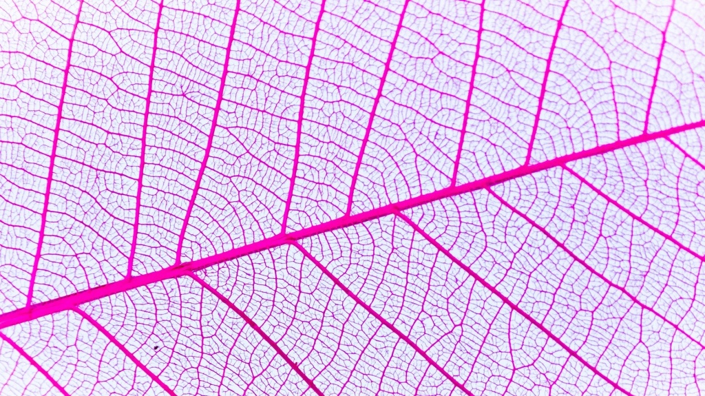 Veins.jpg