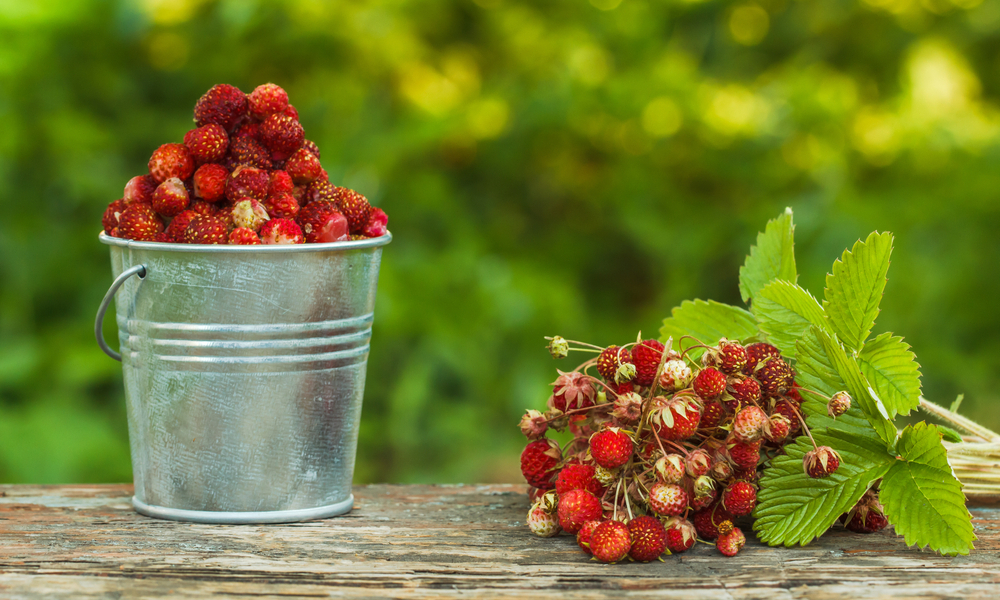 shutterstock_443046442 (1).jpg