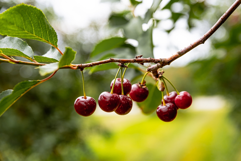 shutterstock_2180824003(1).jpg