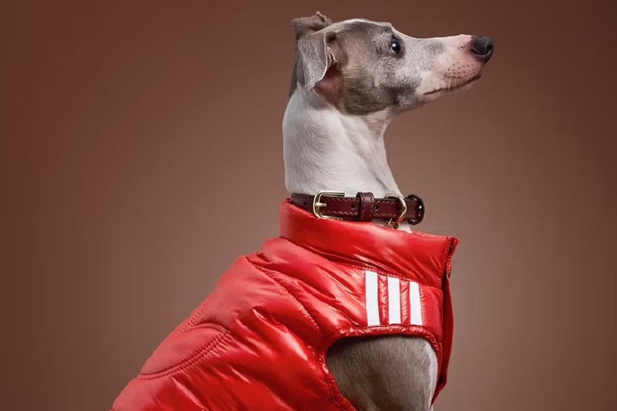 MyCollages - 2025-10-31T093358.494.jpg MyCollages - 2025-10-31T093358.494.jpg