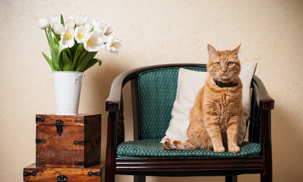 MyCollages - 2025-10-31T141525.182.jpg MyCollages - 2025-10-31T141525.182.jpg