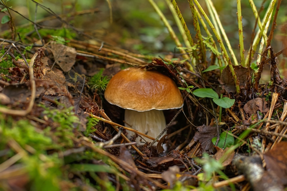 shutterstock_2719088555.jpg