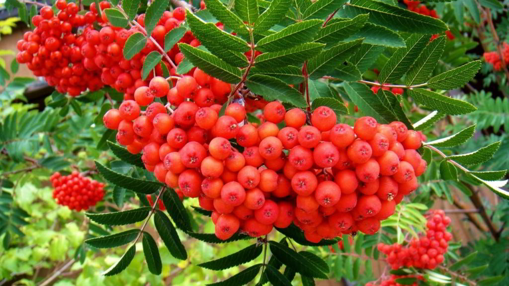 corals-red-rowan.jpg