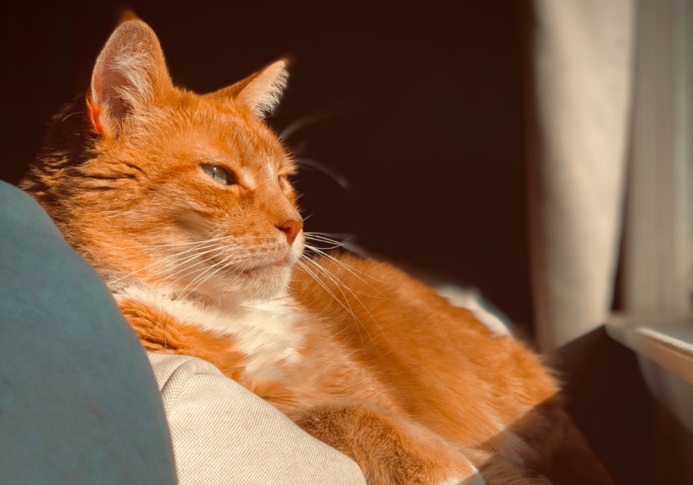 Кот3.jpg Кот3.jpg