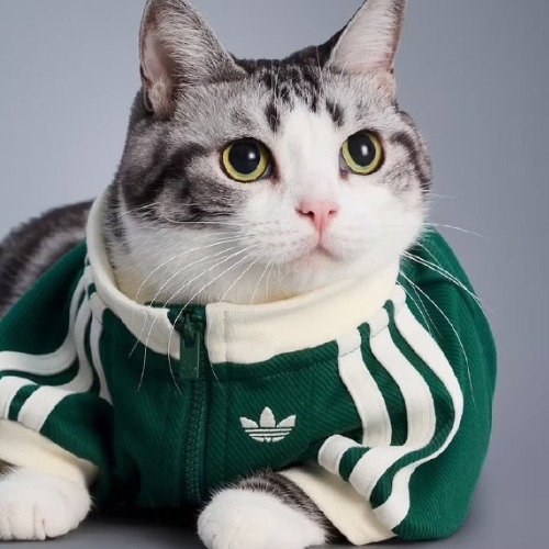 MyCollages - 2025-10-31T093453.254.jpg MyCollages - 2025-10-31T093453.254.jpg