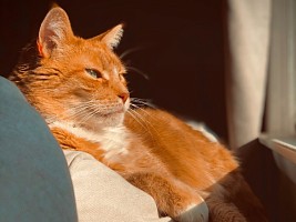 Ваш кот не бесполезен: 6 фактов о лечении животными