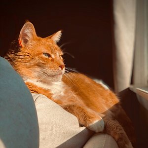 Ваш кот не бесполезен: 6 фактов о лечении животными