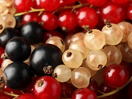Черная, красная, белая: какая смородина полезнее и кому ее лучше не есть
