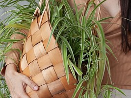 Чистят воздух, защищают от плесени: 5 комнатных растений, которые сделают жизнь лучше и здоровее