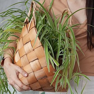 Чистят воздух, защищают от плесени: 5 комнатных растений, которые сделают жизнь лучше и здоровее