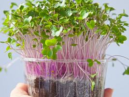 Микрозелень: маленький суперфуд с большой пользой для здоровья