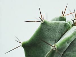 Раздражение во влагалище: ищем причину – дрожжи или бактерии? 