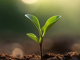 Омега-3 без рыбы: 6 растительных альтернатив