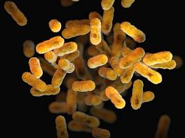 Бактериальная инфекция: что нужно знать о патогенном процессе и его лечении