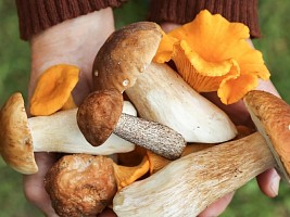 Подходят не всем: чем полезны грибы и кому их лучше избегать