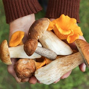 Подходят не всем: чем полезны грибы и кому их лучше избегать