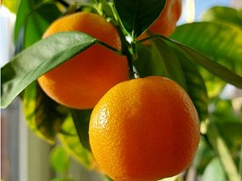 Не только красивые и сладкие: какая польза в мандаринах 