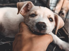 5 вопросов, которые нужно задать себе, прежде чем приютить бездомное животное
