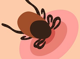 Клещи поползли: почему в 2026 году их особенно много и как уберечь себя и близких