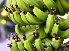 Незрелые бананы вместо молодильных яблок: 7 продуктов, которые продлевают молодость