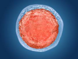 Донор яйцеклетки: как его найти и что необходимо знать Донор яйцеклетки: как его найти и что необходимо знать