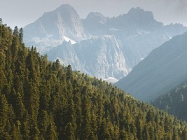 Акции по восстановлению леса: как можно поучаствовать