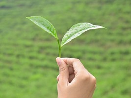 Зеленый чай для кожи:  чем полезен натуральный компонент