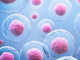 Количество яйцеклеток у женщин: как меняется репродуктивный резерв с возрастом