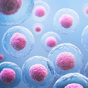 Количество яйцеклеток у женщин: как меняется репродуктивный резерв с возрастом