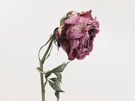 Сухость влагалища: симптомы, которые нельзя игнорировать