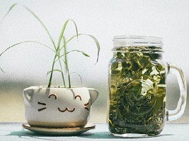 Зеленый чай в косметике: преимущества, о которых вы не знали