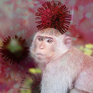 Оспа обезьян: что это за заболевание и ждать ли новую пандемию