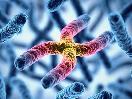 Хромосомные и генные болезни: откуда они?