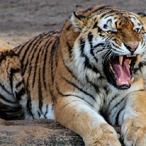 5 знаков Зодиака, у которых сложный характер 5 знаков Зодиака, у которых сложный характер