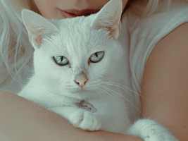Реальна ли связь между кошками и развитием шизофрении у их хозяев: результаты исследований