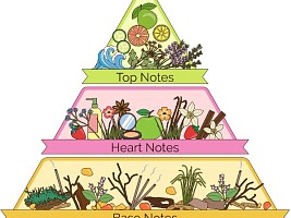 Гид по нотам: как «читать» пирамиду ароматов и выбрать тот самый