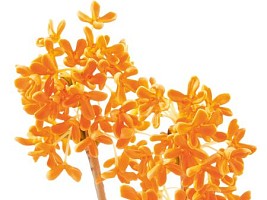 Цветок солнца: яркие и запоминающиеся ароматы с нотой османтуса