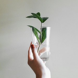 Как превратить квартиру в джунгли: топ-9 быстрорастущих деревьев для зеленого интерьера Как превратить квартиру в джунгли: топ-9 быстрорастущих деревьев для зеленого интерьера
